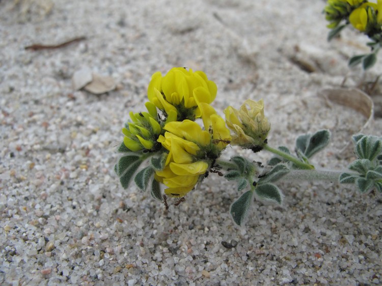 Medicago marina